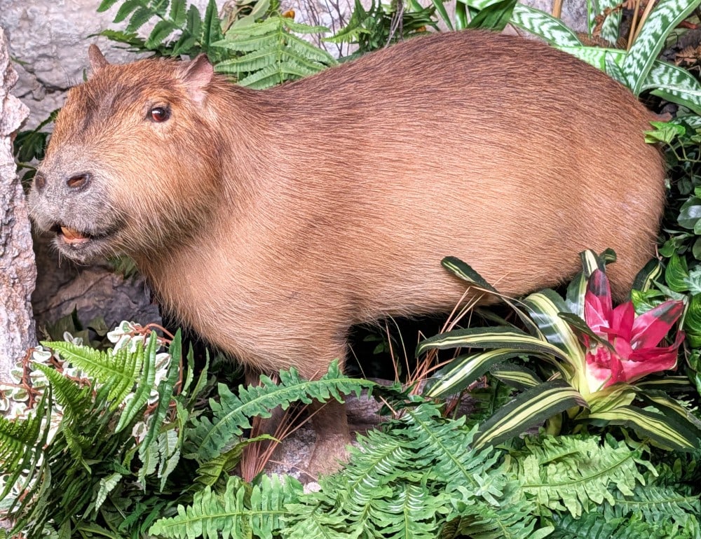RARE Capybara Full Body Taxidermy Mount on Rolling Habitat Base: RARE Capybara (Coconut Doggie) Full Body Taxidermy Mount on Rolling Habitat Base. Mount is in very nice condition with minimal wear from display and age. Overall measures 36in long x 14in wide x 23in 