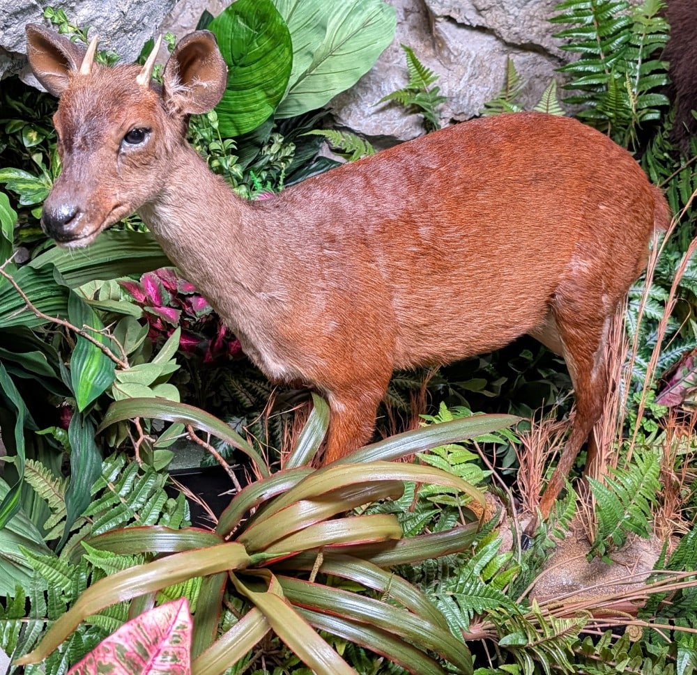 Red Brocket Deer Full Body Taxidermy Mount on Wood & Habitat Base: Update