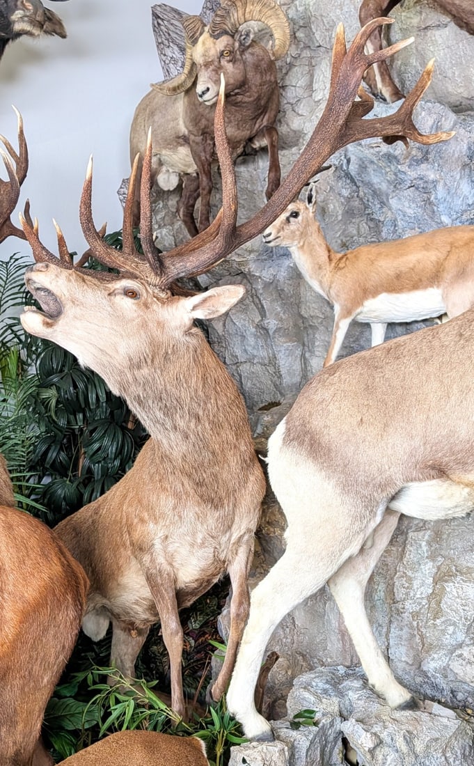 Bellowing Red Stag Full Body Taxidermy Mount on Rolling Habitat Base: Massive Bellowing Red Stag Full Body Taxidermy Mount on Rolling Habitat Base. Features very thick and dark main beams with massive claws at the end. Mount is in very nice condition with minimal wear f