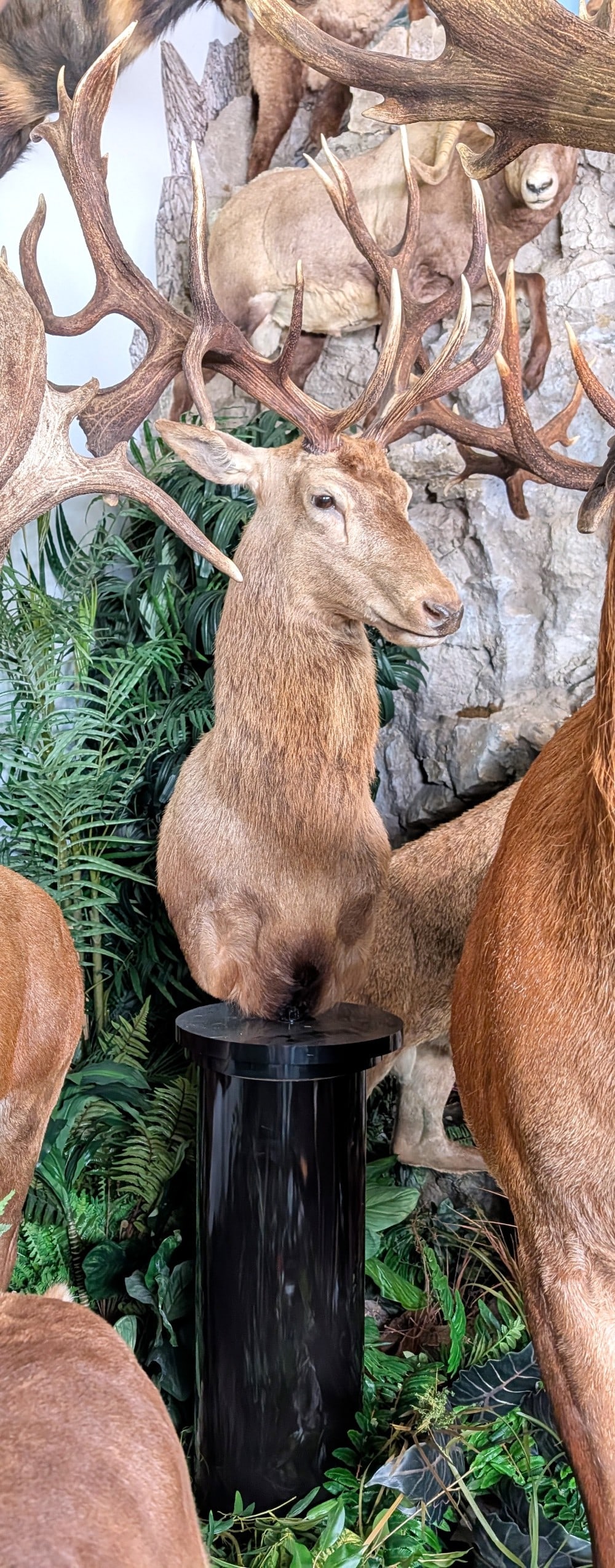 Large Red Stag Shoulder Mount Taxidermy on Pedestal Base: Large Red Stag Shoulder Mount Taxidermy on Pedestal Base. Features large drop tines on the right rack and nice large claws. Mount is in very nice condition with light wear from display and age. Overal