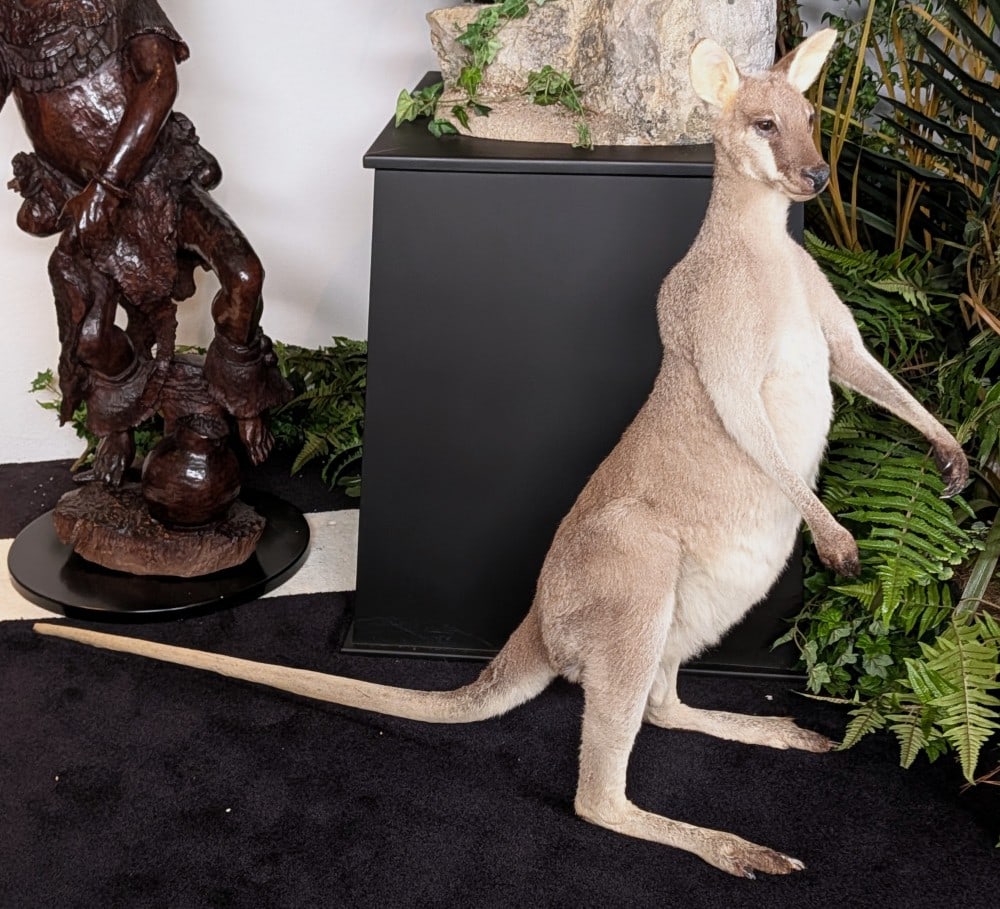 Australian Male Wallaby Full Body Taxidermy Mount: Australian Male Wallaby Full Body Taxidermy Mount?. A rare mount to find. Mount does not require base and may be placed anywhere. Features all of the claws on both hands & feet. Mount is in very nice 