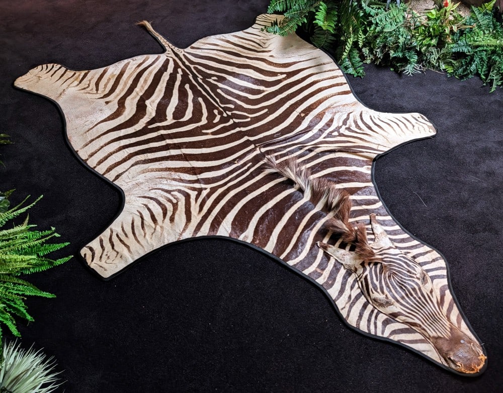 African Zebra Hide Rug Taxidermy w/ Carpet Backing (1 of 16)