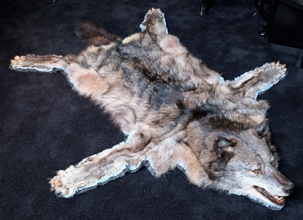 Gray Wolf Pelt Taxidermy Rug w/ Felt Backing (1 of 10)