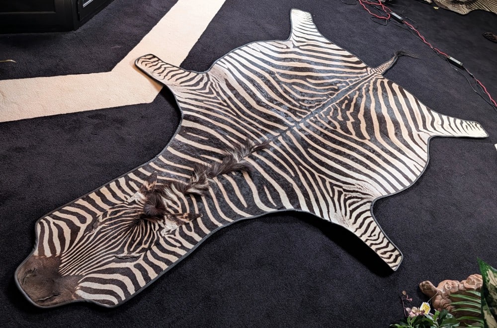 African Zebra Hide Taxidermy Rug w/ Black Carpet Backing (1 of 13)
