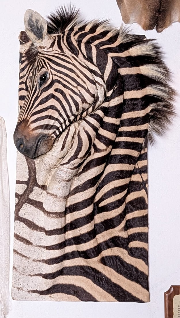 African Zebra Hide 3-D Exotic Taxidermy Wall Mount: RARE African Zebra Hide 3-D Exotic Taxidermy Wall Mount.? WE HAVE NEVER SEEN ANYTHING LIKE THIS.? This had to be VERY expensive to make.? YOU WILL NEVER SEE ANOTHER ONE LIKE THIS.? An extremely unique