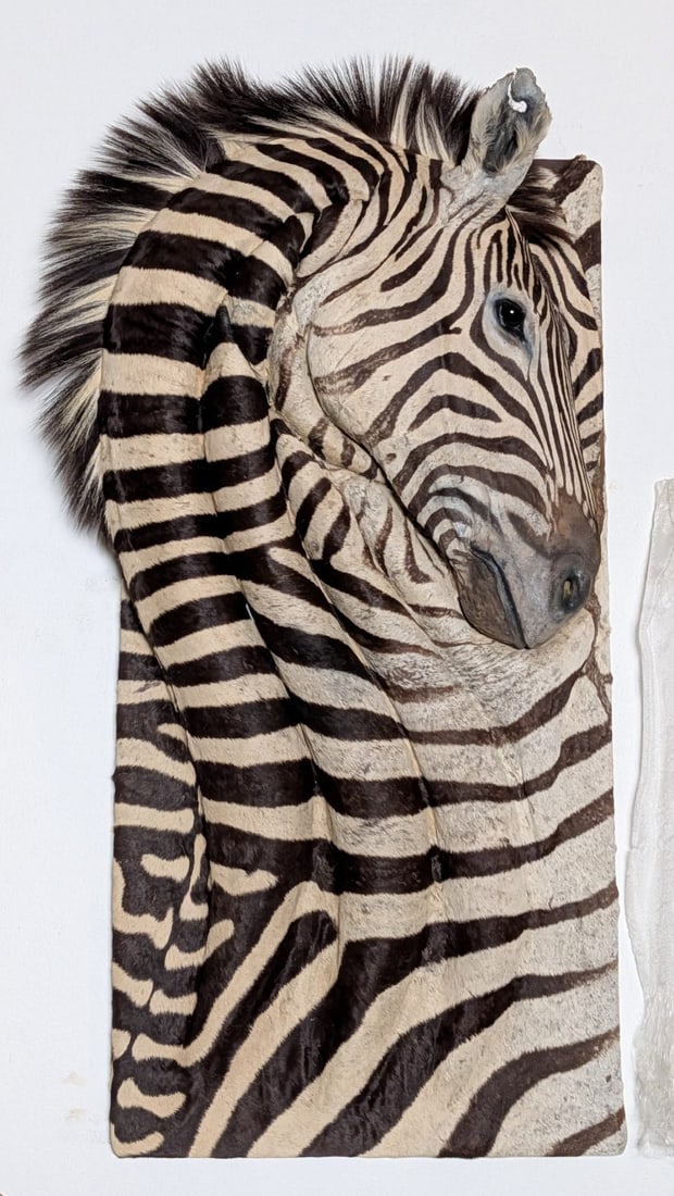 Elegant African Zebra Hide 3-D Exotic Taxidermy Wall Mount: RARE African Zebra Hide 3-D Exotic Taxidermy Wall Mount.? WE HAVE NEVER SEEN ANYTHING LIKE THIS.? This had to be VERY expensive to make.? YOU WILL NEVER SEE ANOTHER ONE LIKE THIS. An extremely unique 