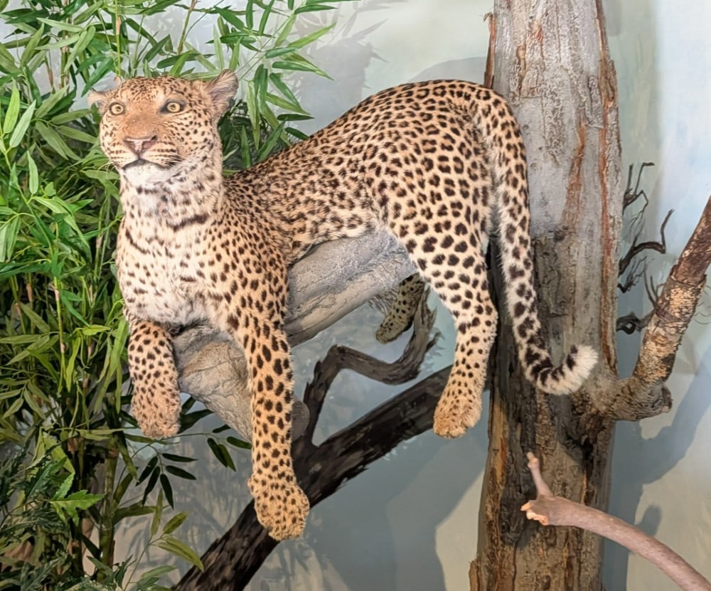 Leopard Full Body Taxidermy Mount w/ Faux Tree Base INDIANA RESIDENTS ONLY: Leopard Full Body Taxidermy Mount w/ Faux Tree Base INDIANA RESIDENTS ONLY. Mount is resting on a tree limb whose base screws directly into the ground. Mount is on good condition with some fur loss an