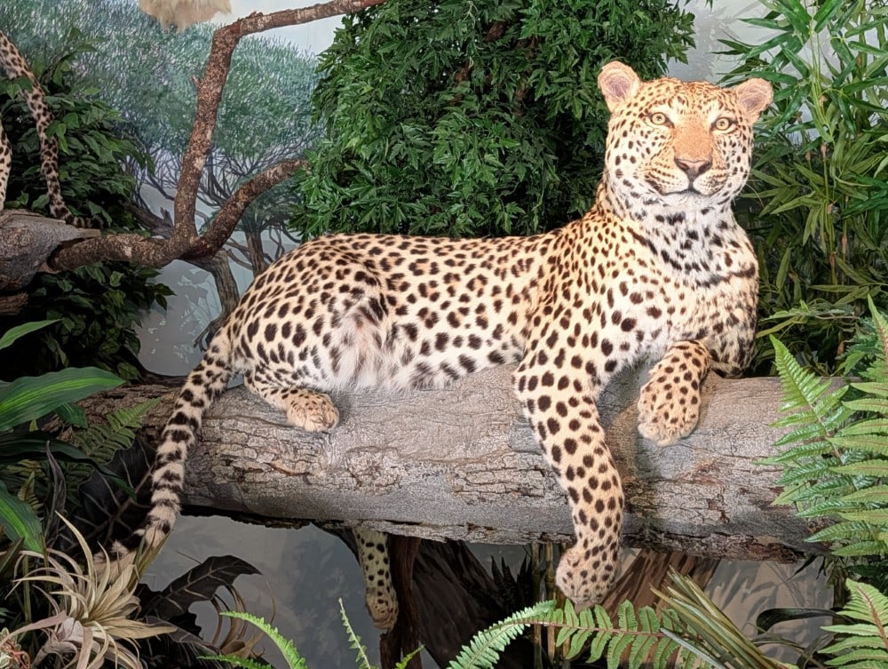 Leopard Full Body Taxidermy Mount w/ Faux Tree Base INDIANA RESIDENTS ONLY: Leopard Full Body Taxidermy Mount w/ Faux Tree Base INDIANA RESIDENTS ONLY. Mount is resting on it tree limb base that mounts directly to the floor. Mount is in nice condition with hair loss behind th