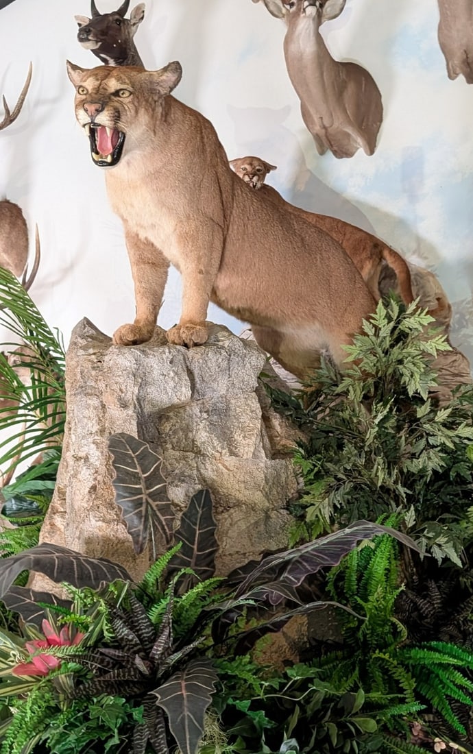 Mountain Lion/Cougar Full Body Taxidermy Mount on Rolling Habitat Base: IMPRESSIVE Mountain Lion/Cougar Full Body Taxidermy Mount on Rolling Habitat Base. THE POSE IS WHAT SETS THIS GUY APART FROM ALL OTHER MOUNTS.? This Mountain Lion is the man.? Look at him up on the ro