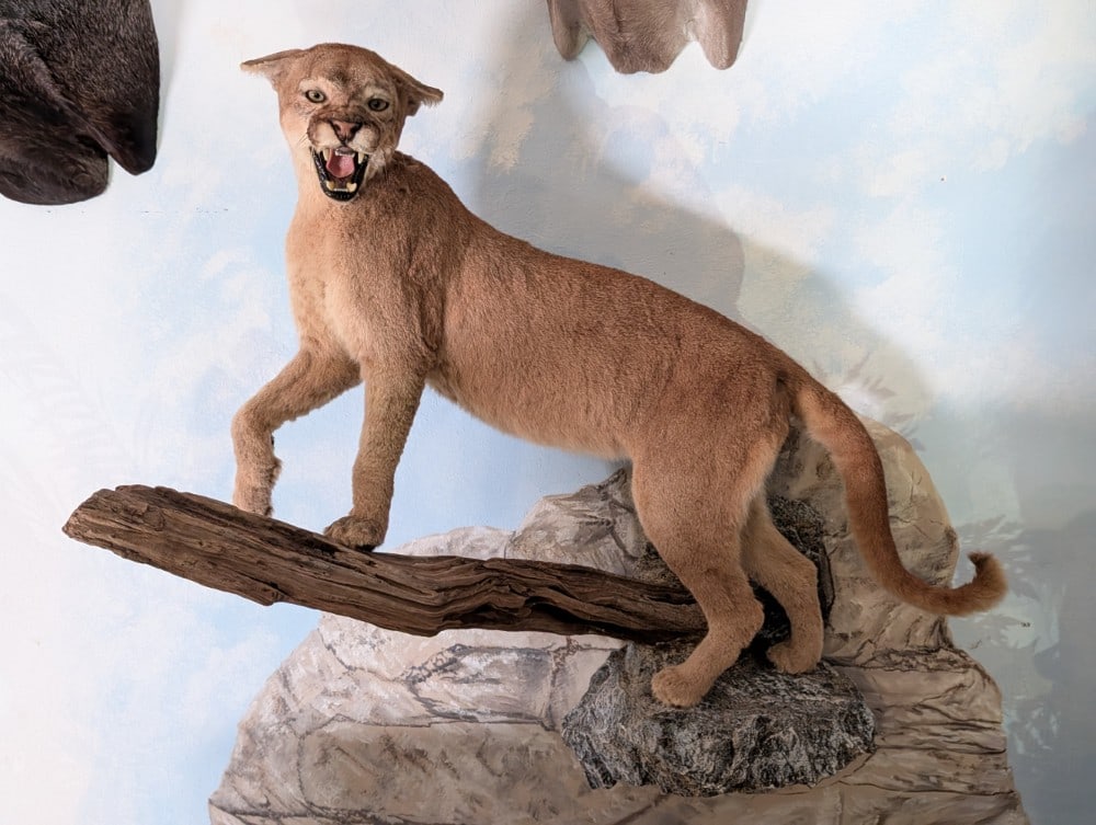 Mountain Lion Cougar Full Body Wall Mount on Driftwood Base: Mountain Lion Cougar Full Body Wall Mount on Driftwood Base. Mount is in nice condition with some hair loss behind the ears and tip of the tail. Nose-to-tail measures 64in. Overall measures 45in wide 