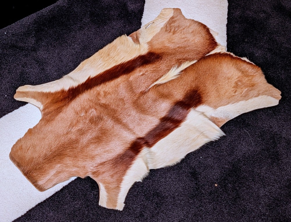 Tanned Springbok Hide Taxidermy (1 of 5)