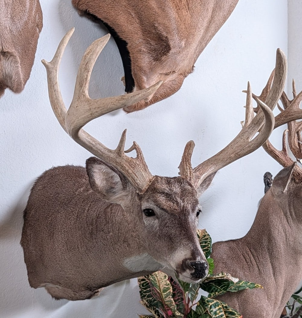 9 Point Whitetail Deer Shoulder Mount Taxidermy (1 of 5)