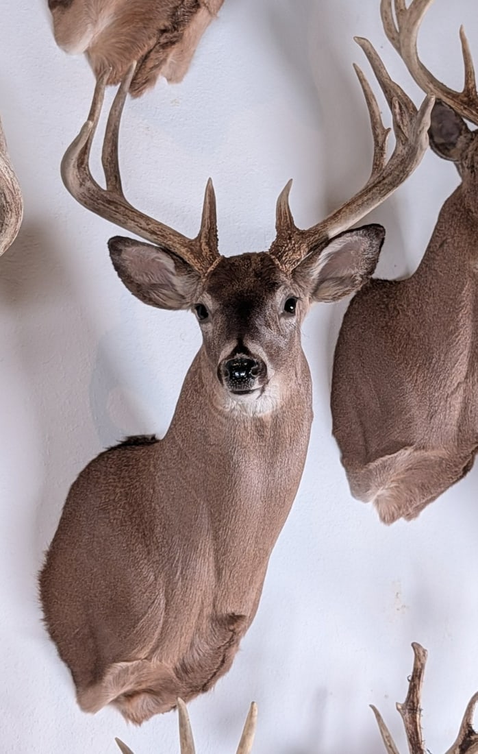 11 Point Whitetail Deer Shoulder Mount Taxidermy: 11 Point Whitetail Deer Shoulder Mount Taxidermy. Mount is in nice with light wear from display and age.