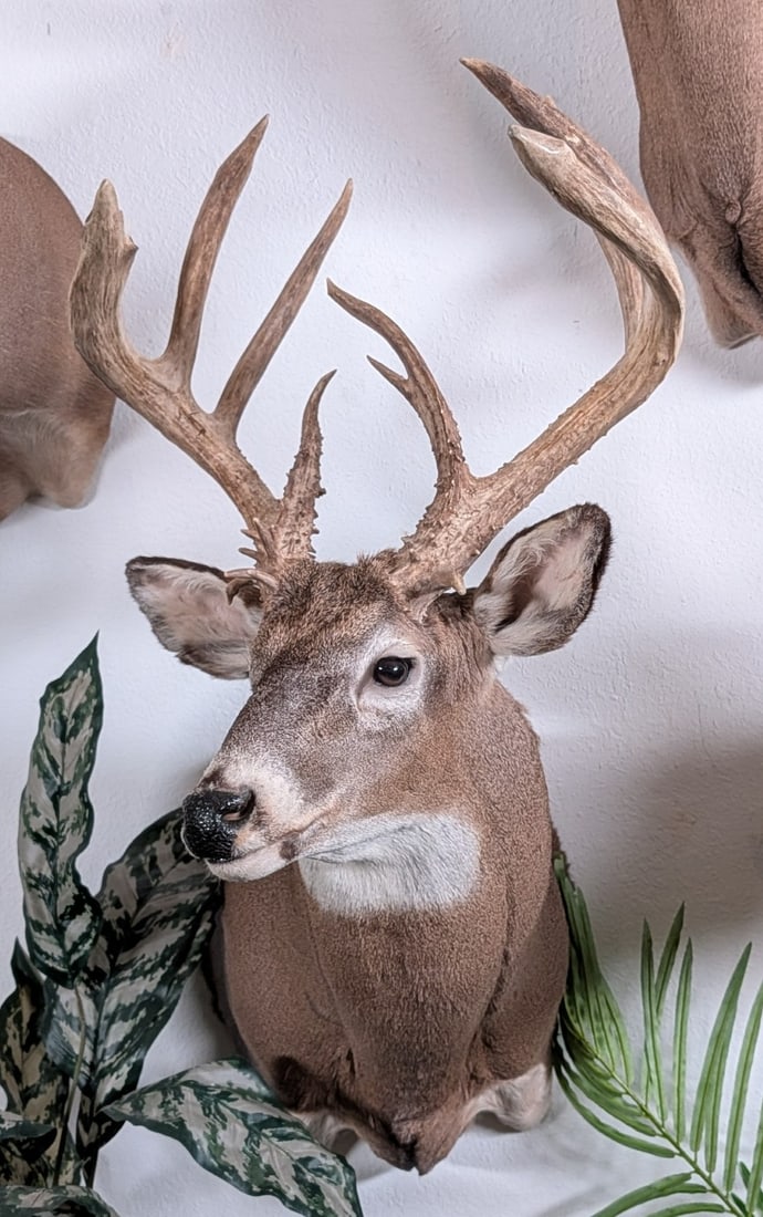 16-Point Whitetail Deer Shoulder Mount Taxidermy (1 of 5)