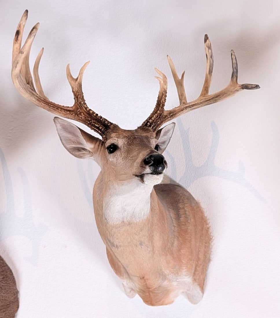 14-Point Whitetail Deer Shoulder Mount Taxidermy: Update