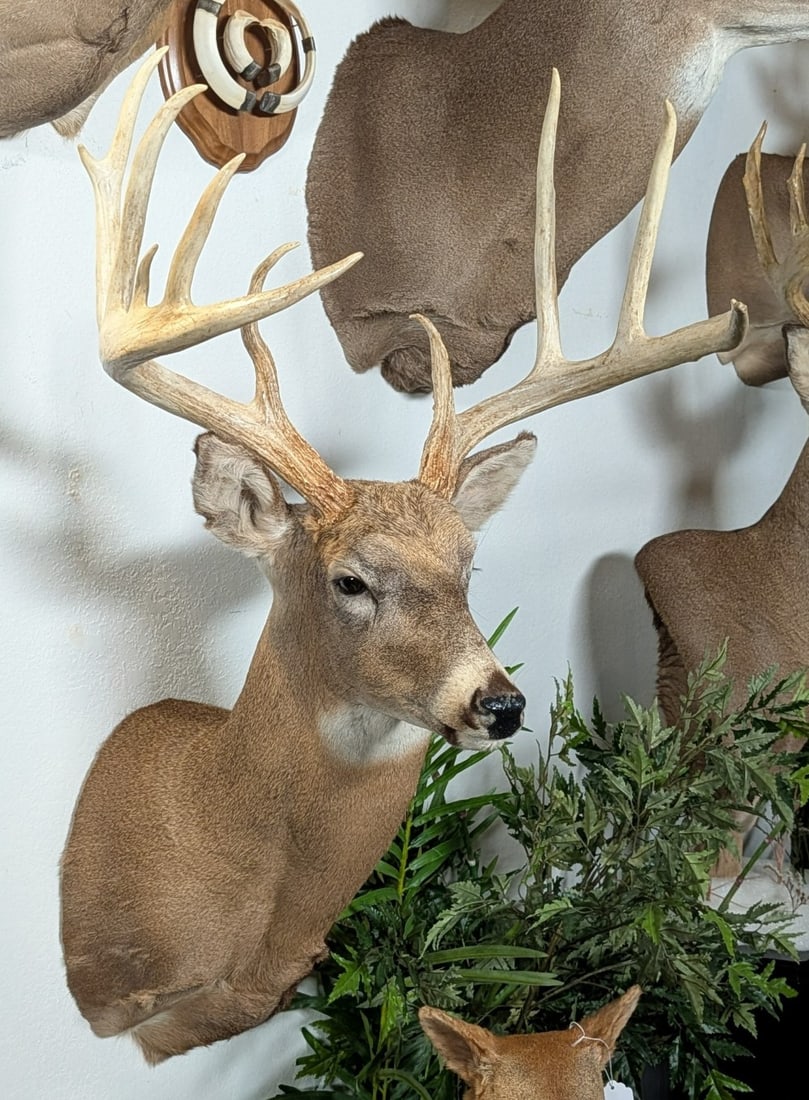 11-Point Whitetail Deer Shoulder Mount Taxidermy: 11-Point Whitetail Deer Shoulder Mount Taxidermy. Features a super long tine measuring 13in. Mount is in nice condition with light wear from display and age.