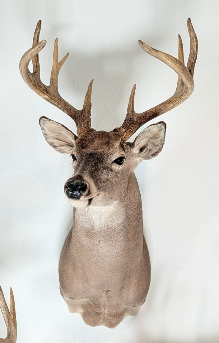 9-Point Whitetail Deer Shoulder Mount Taxidermy (1 of 6)