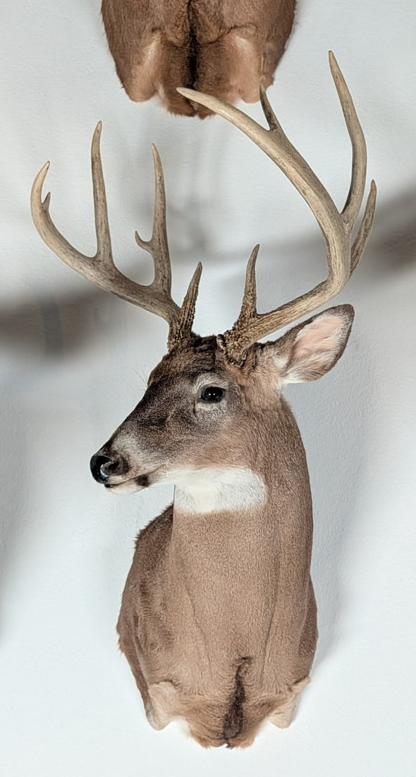 11-Point Whitetail Deer Shoulder Mount Taxidermy: 11-Point Whitetail Deer Shoulder Mount Taxidermy. Mount is in nice condition with light wear from display and age.