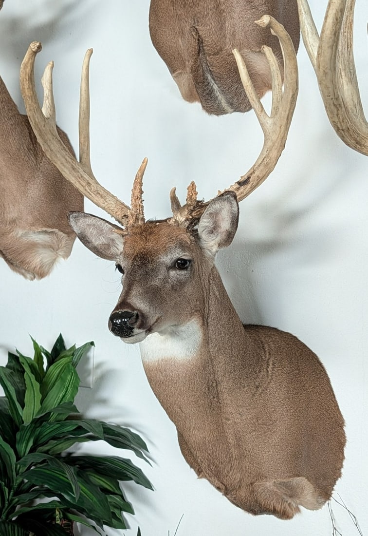 10-Point Whitetail Deer Shoulder Mount Taxidermy: 10-Point Shoulder Mount Taxidermy. Mount is in nice condition with little wear from display and age.