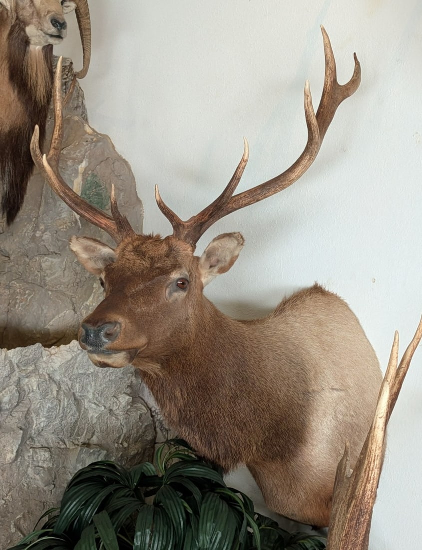 5x5 Bull Elk Shoulder Mount Taxidermy: 5x5 Bull Elk Shoulder Mount Taxidermy. Mount is in nice condition with little wear from display and age.