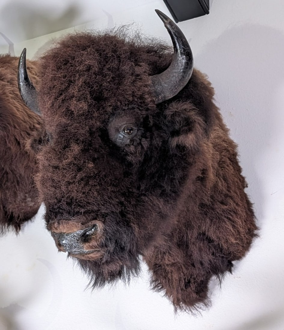 BIG American Bison Shoulder Mount Taxidermy (1 of 5)