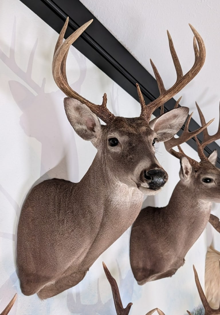9-Point Mexican Whitetail Deer Shoulder Mount Taxidermy: 9-Point Mexican Whitetail Deer Shoulder Mount Taxidermy. Mount is in nice condition with little wear from display and age.