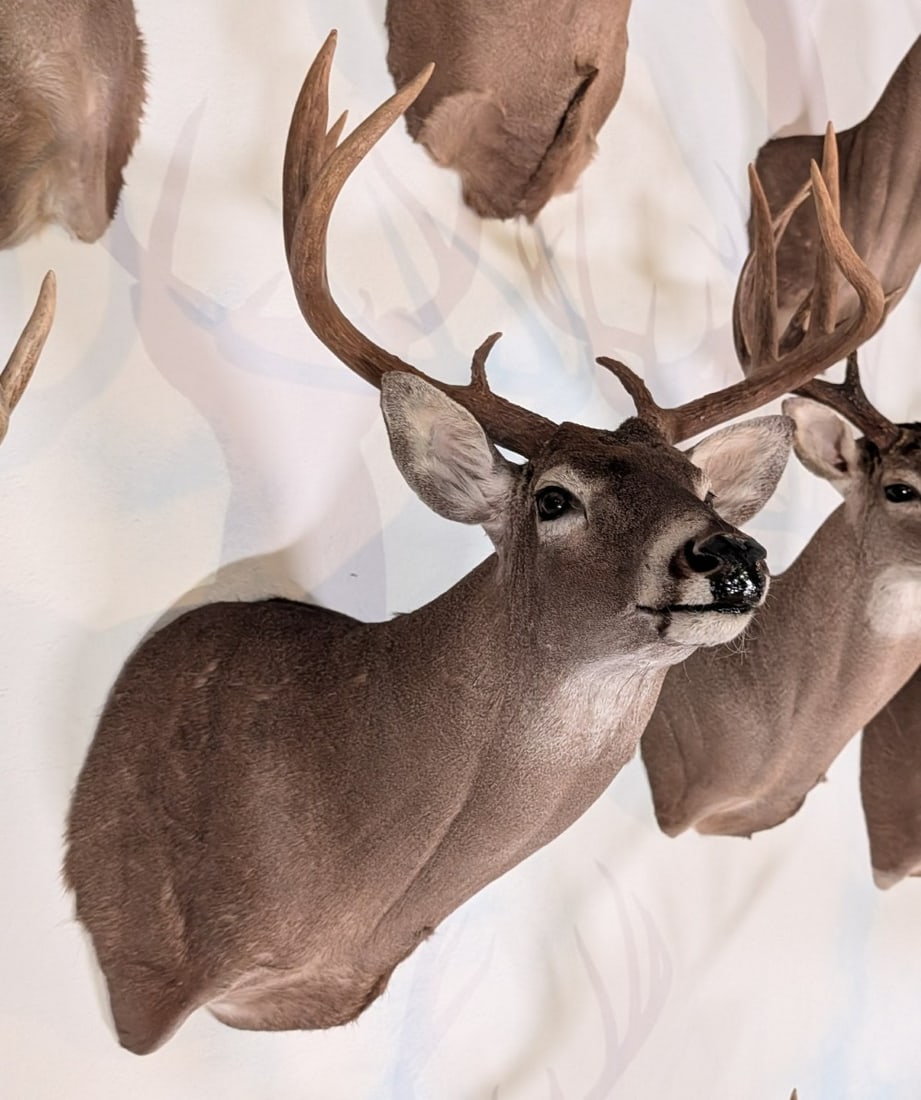 9-Point Mexican Whitetail Deer Shoulder Mount Taxidermy: 9-Point Mexican Whitetail Deer Shoulder Mount Taxidermy. Mount is in nice condition with little wear from display and age.