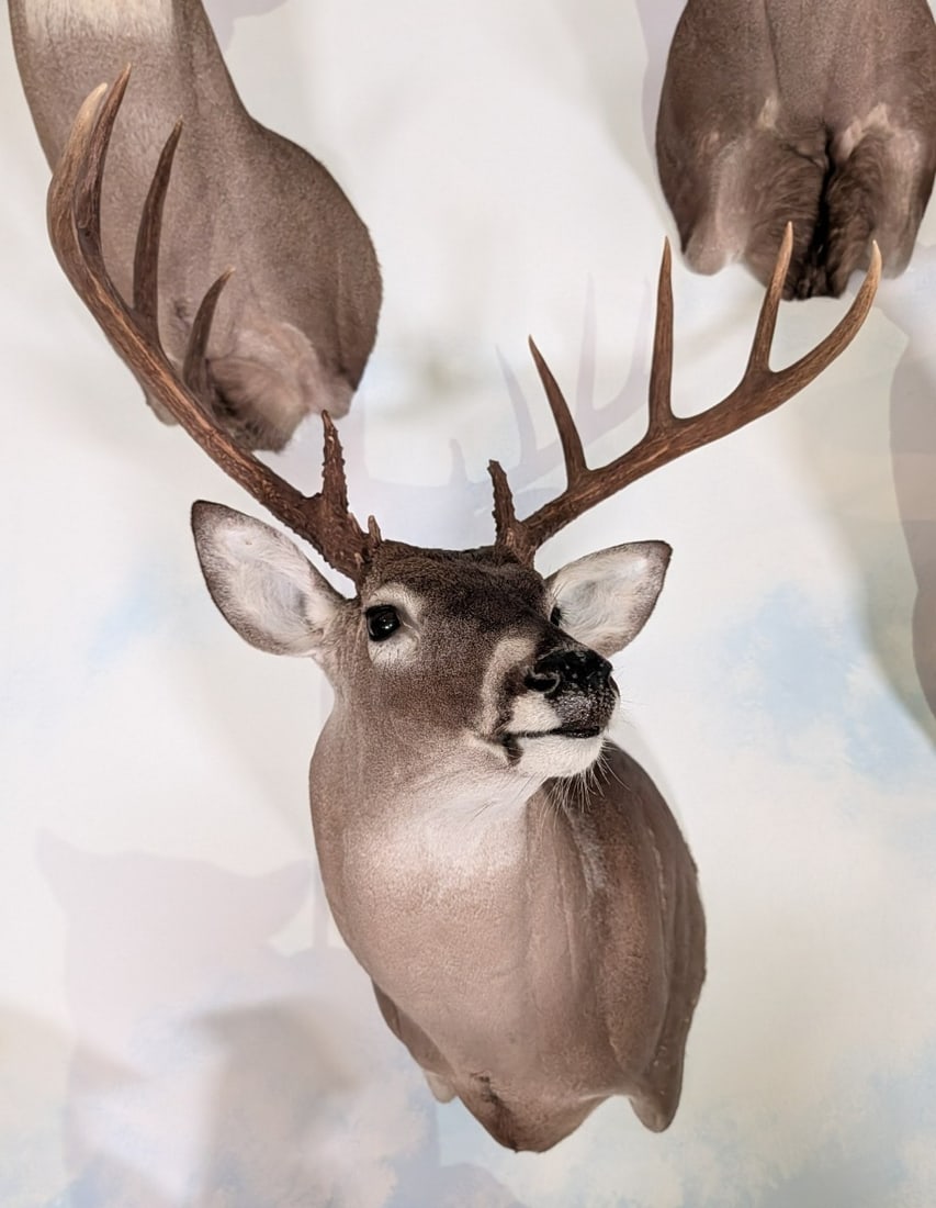 10-Point Mexican Whitetail Deer Shoulder Mount Taxidermy: 10-Point Mexican Whitetail Deer Shoulder Mount Taxidermy. Mount is in nice condition with little wear from display and age.