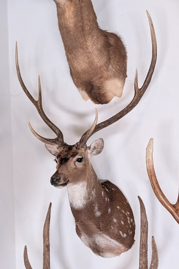 Axis Deer Shoulder Mount Taxidermy: Axis Deer Shoulder Mount Taxidermy. Mount is in nice condition with little wear from display and age.