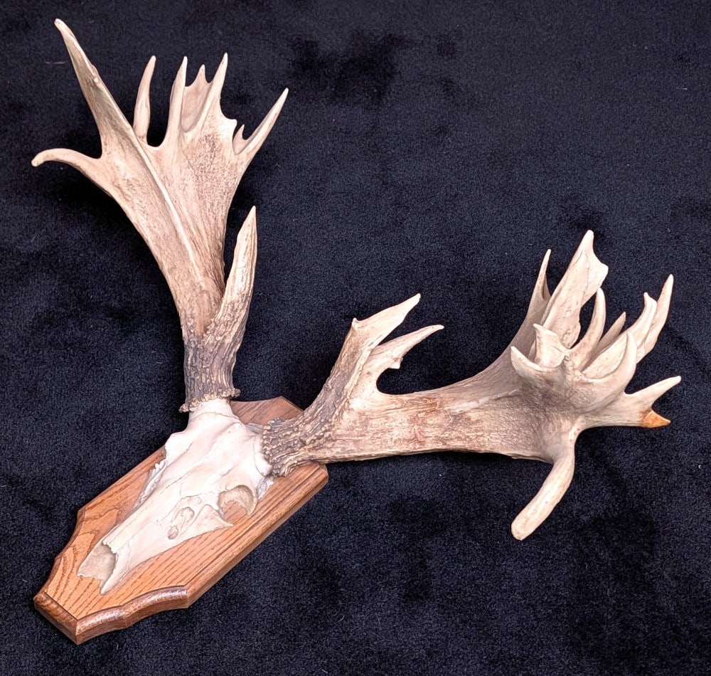 Replica Whitetail Deer European Taxidermy Mount on Wood Plaque (1 of 4)