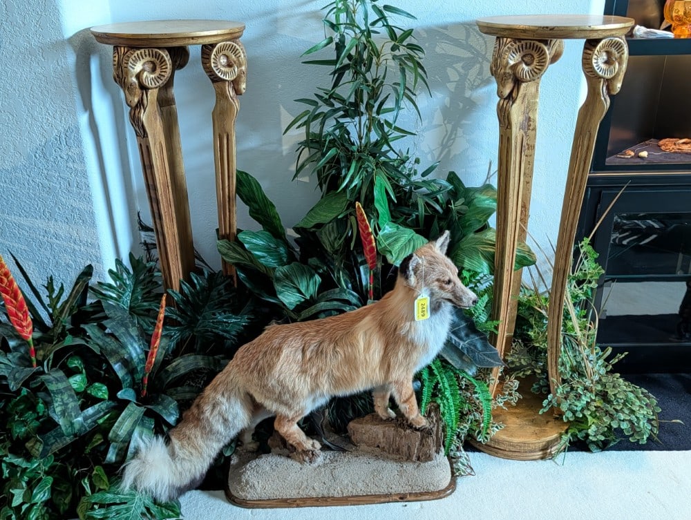 (2) Gilded Wood Rams Head Pedestals: (2) Gilded Wood Rams Head Pedestals. Stands are in very nice condition with minimal wear from use. Measures 15in round x 49in tall.