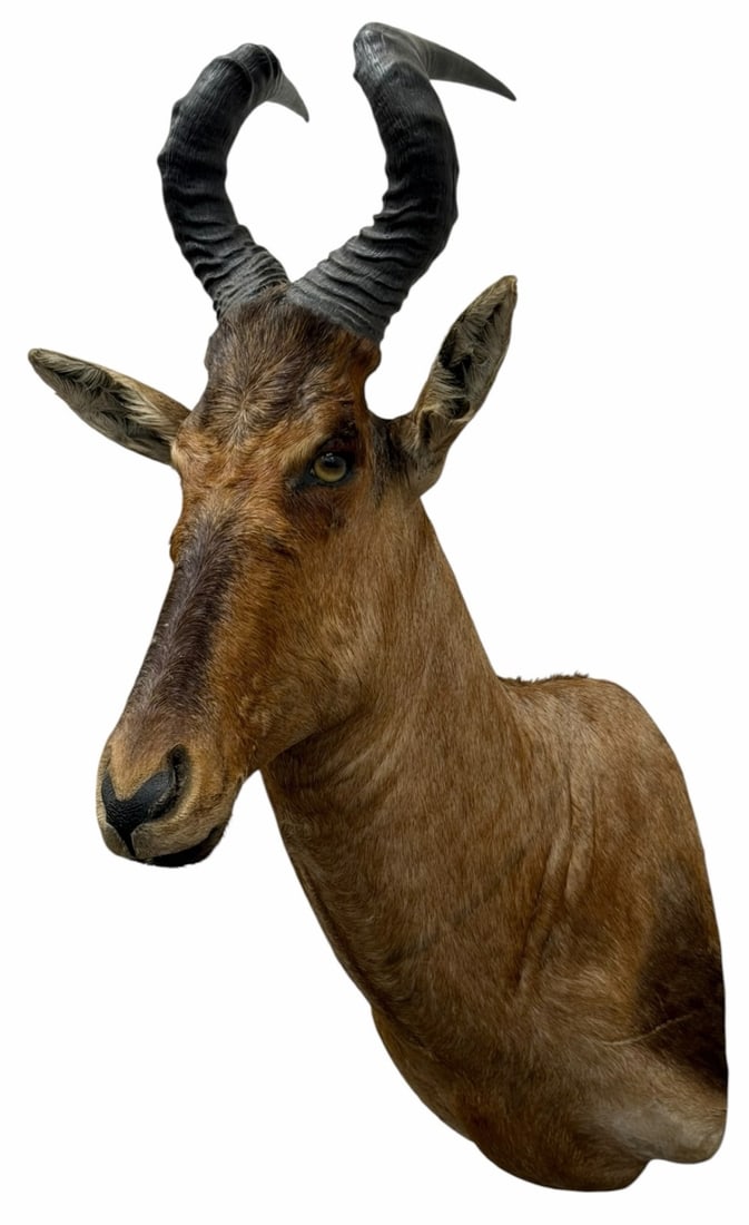 South African Trophy Cape Red Hartebeest Shoulder mount Taxidermy (1 of 9)