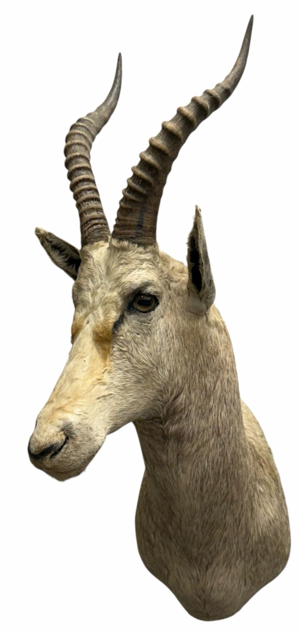 African White Blesbok Shoulder Mount Taxidermy (1 of 7)