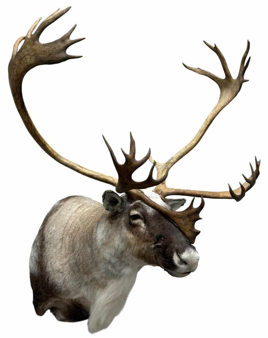 Barren Ground Caribou Shoulder Mount Taxidermy (1 of 8)