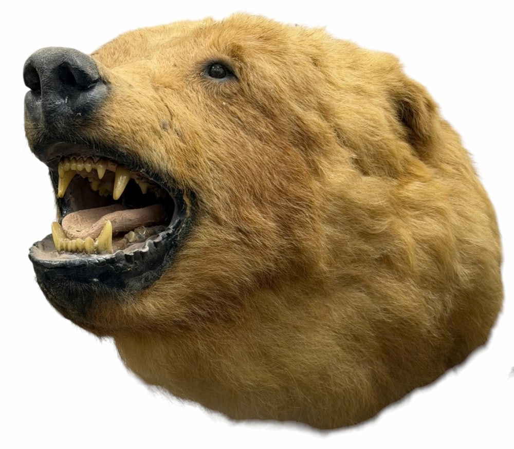 Grizzly Bear Head Mount Taxidermy (1 of 7)