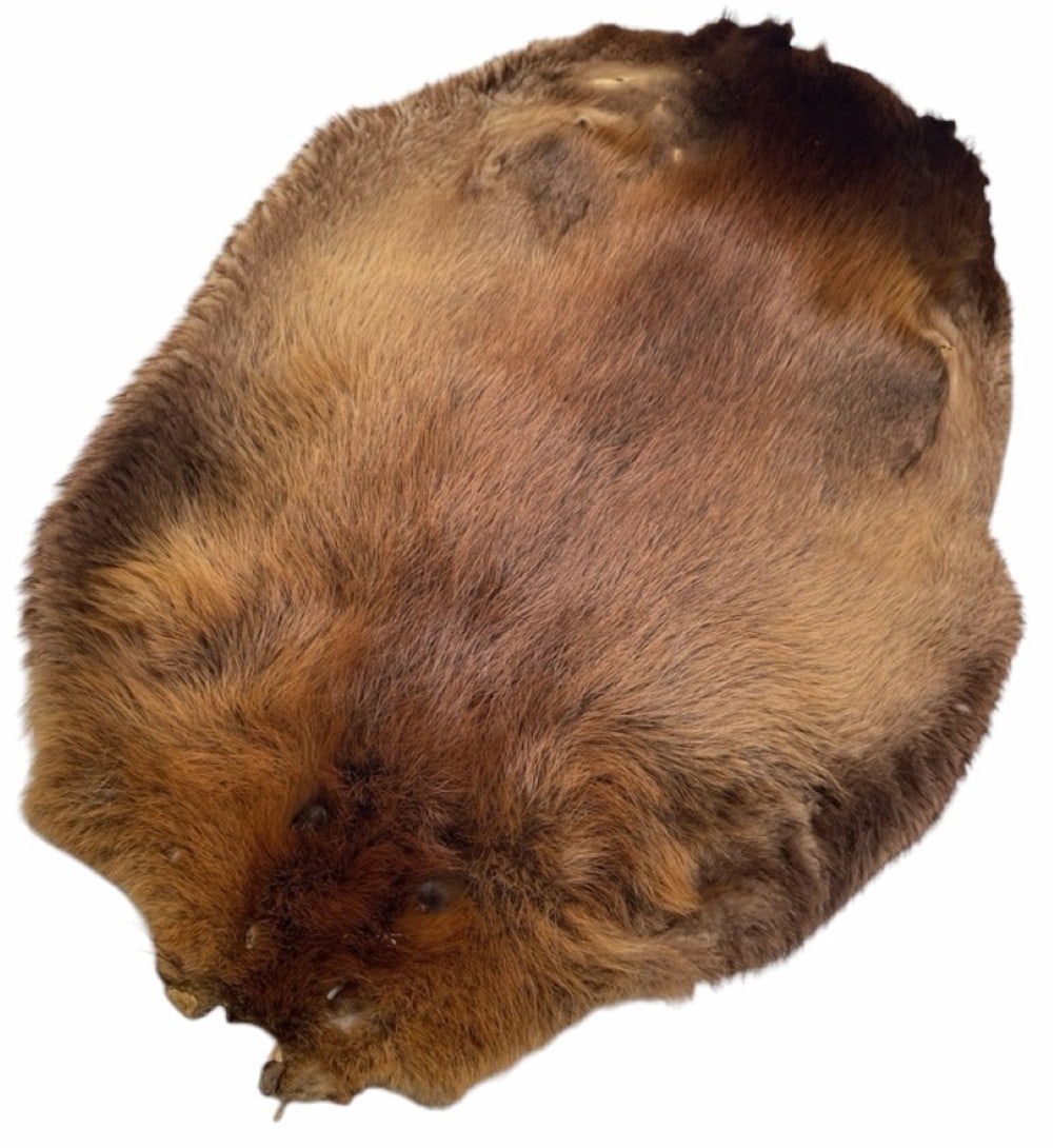 Beaver Skin Pelt on Leather (1 of 8)