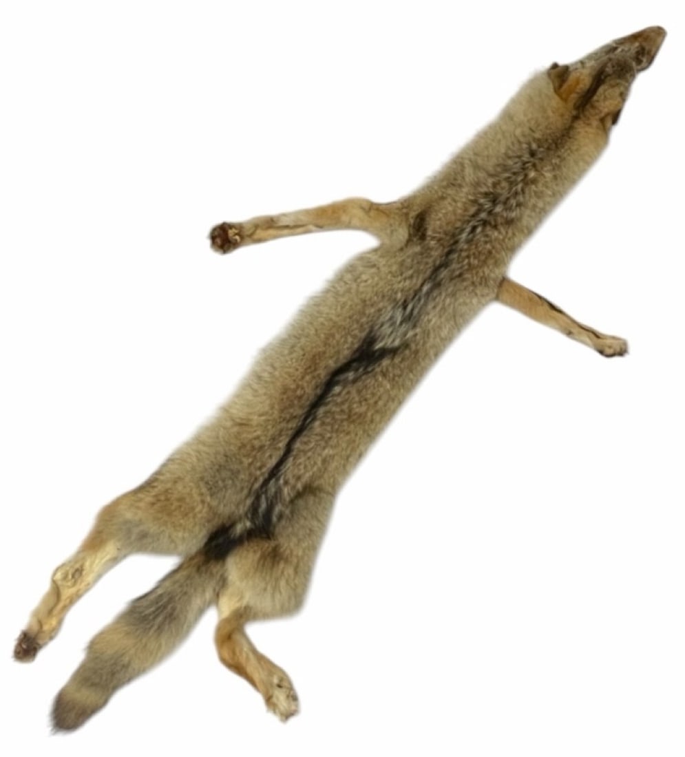 Tanned Full Size Coyote Pelt (1 of 9)