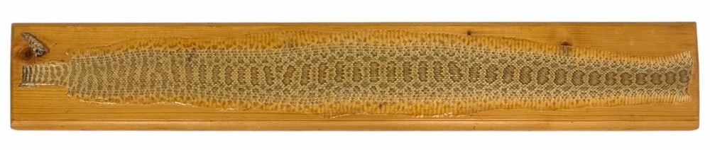 Preserved Rattlesnake Skin Taxidermy Display Piece: Preserved Rattlesnake Skin Taxidermy Display Piece. This rattlesnake skin is mounted on a wooden board with the tail included. It appears to be in great condition, showing some wear. The board measure