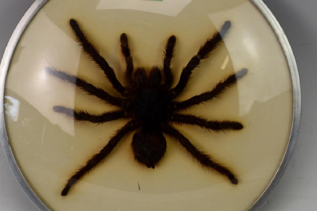 Framed Tarantula (1 of 3)