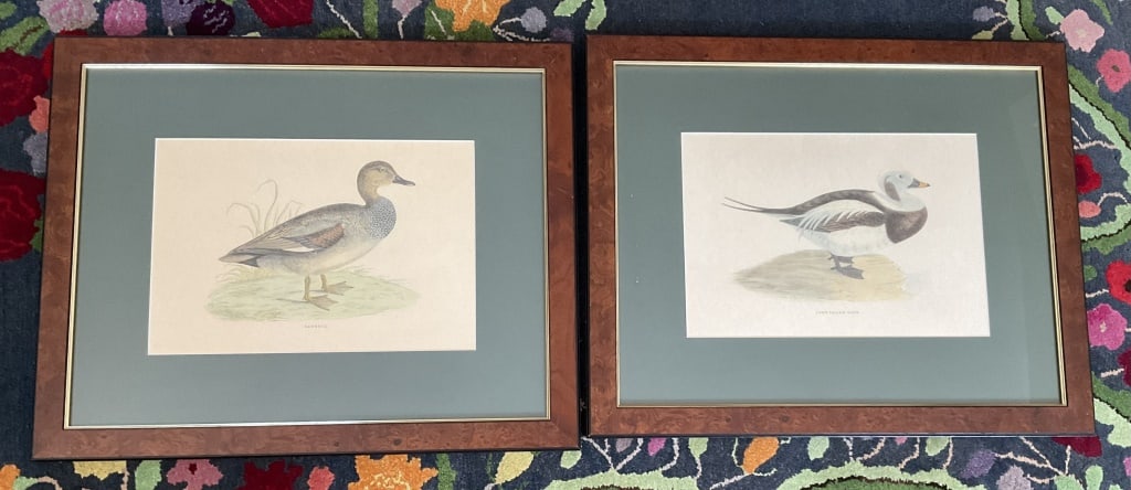 Colored Lithographs of Gadwall & Long Tailed Duck (1 of 4)