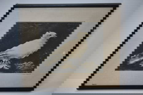Pablo Picasso Lithograph La Colombe 1881-1973: La Colombe, 1949, Pencil Signed. etching Measures approximately 21" x 18"