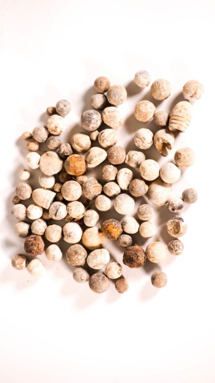 Harper's Ferry Dug Civil War Bullets: Coffee with about 1/3 of it filled with bullets. Has a sticky note saying they were dug in Harper's Ferry and bought in 2011. Provenance: Acquired from a single owner private estate collection origina