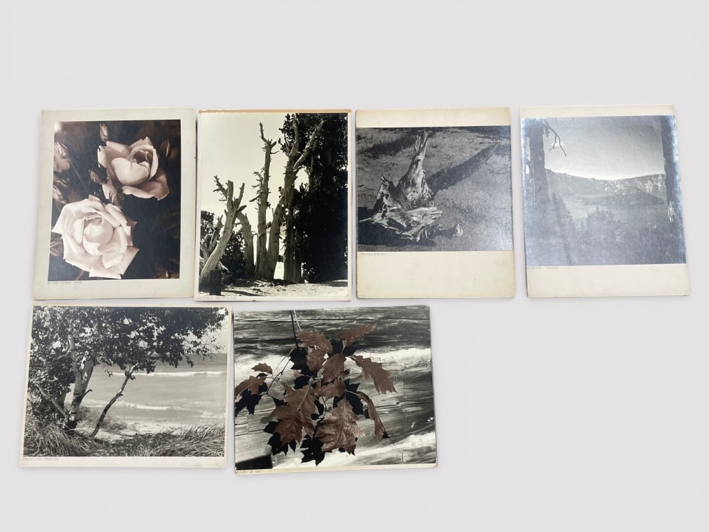 Silver Gelatin Photographs: Various black-and-white and sepia photographic prints depicting natural themes, including floral, landscape, and botanical subjects. Dimensions of the largest print are approximately 17 W x 20 H.