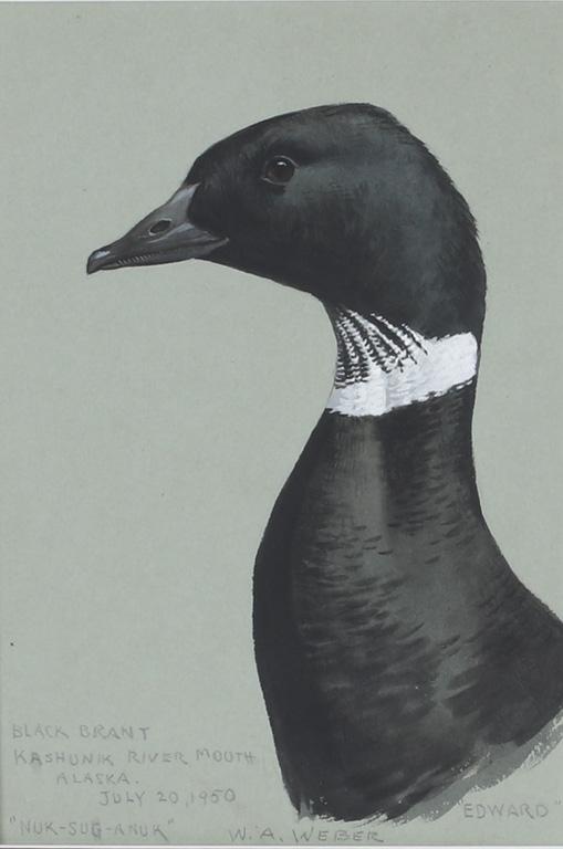 Walter A. Weber (1906-1979) Black Brant Head (1 of 2)