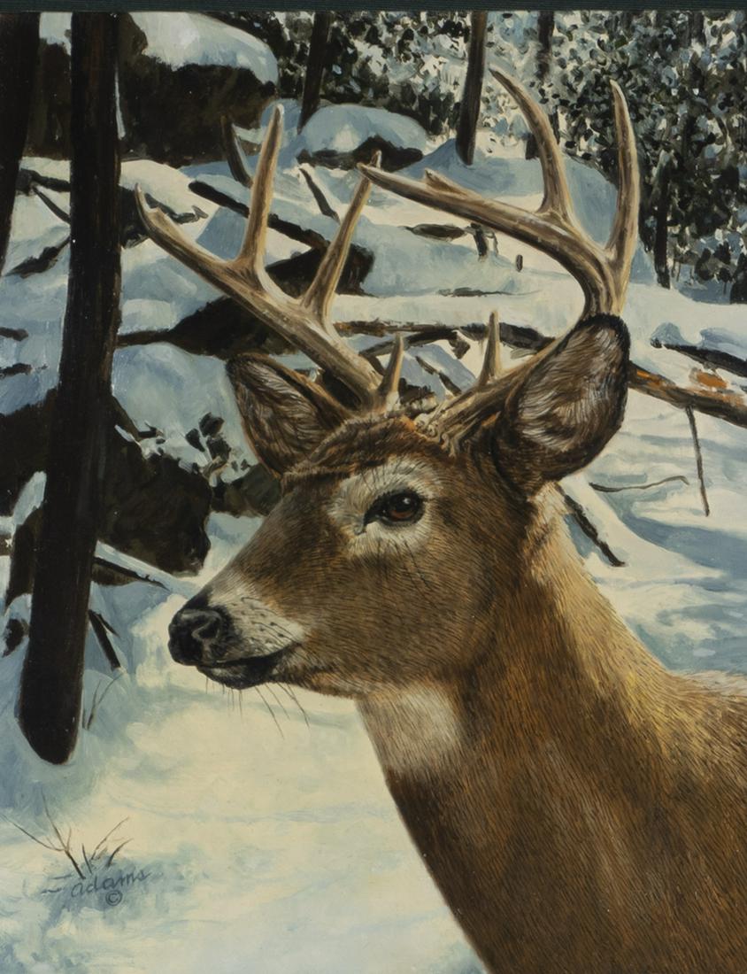 Adams, Deer (1 of 3)