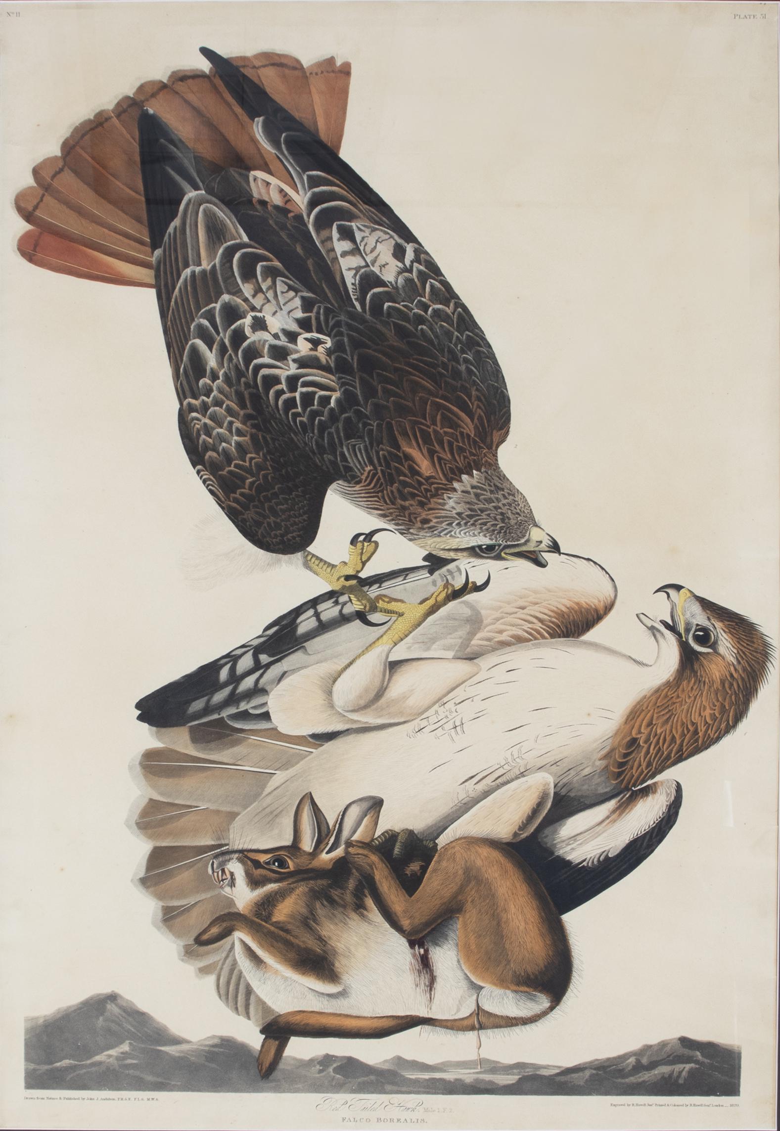 John James Audubon (1785-1851), Red-Tailed Hawk (1 of 2)