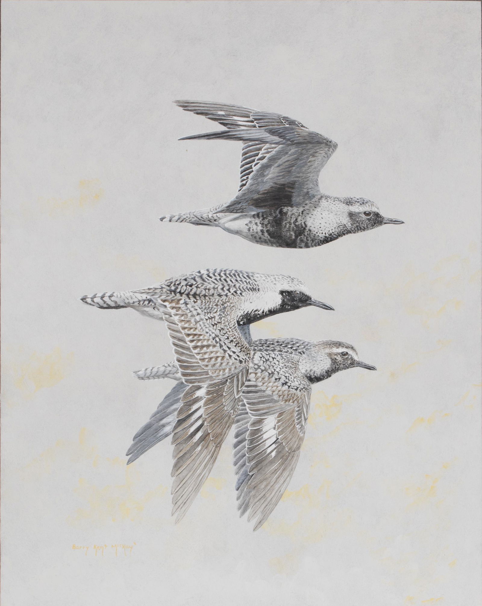 Barry Kent MacKay (Canadian, b. 1943), Plover (1 of 2)