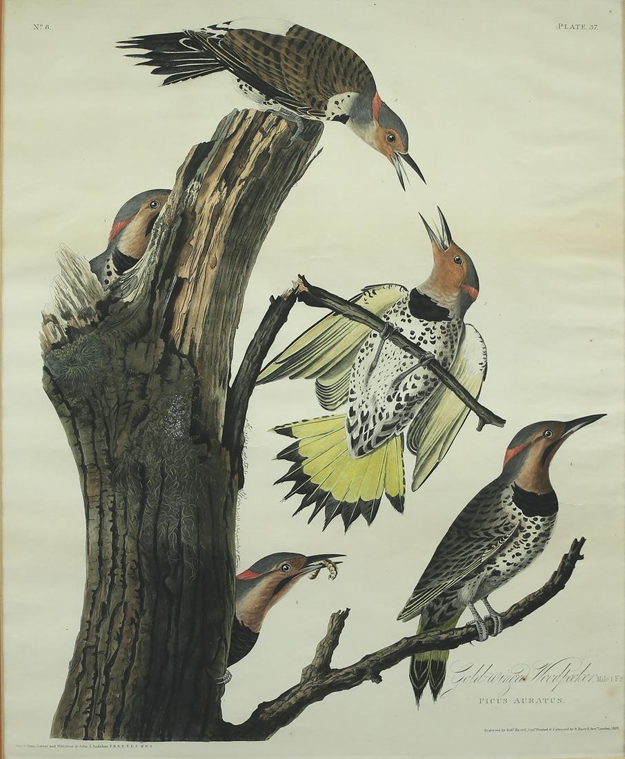 John James Audubon (1785-1851), Gold-winged Woodpecker (1 of 3)
