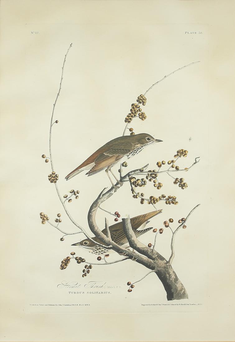 John James Audubon (1785-1851), Hermit Thrush (1 of 3)
