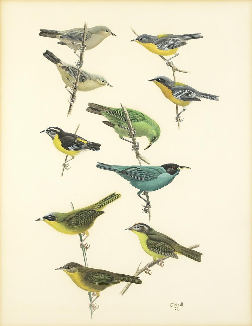 John P. O'Neill (b. 1942), Green Honeycreeper and other birds (1 of 3)
